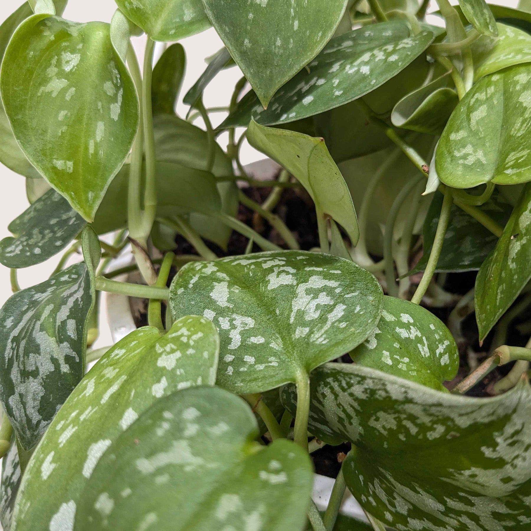 Pothos Satin indoor plant with green and silver variegation Rooted Treasures Farms on Tampa Home & Garden Store