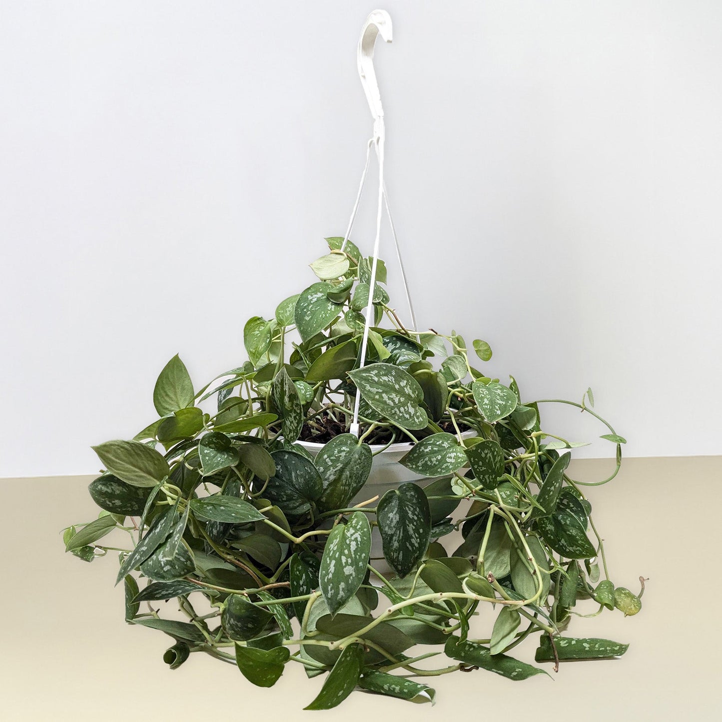 Pothos Satin plant in white hanging planter with speckled leaves Rooted Treasures Farms on Tampa Home & Garden Store