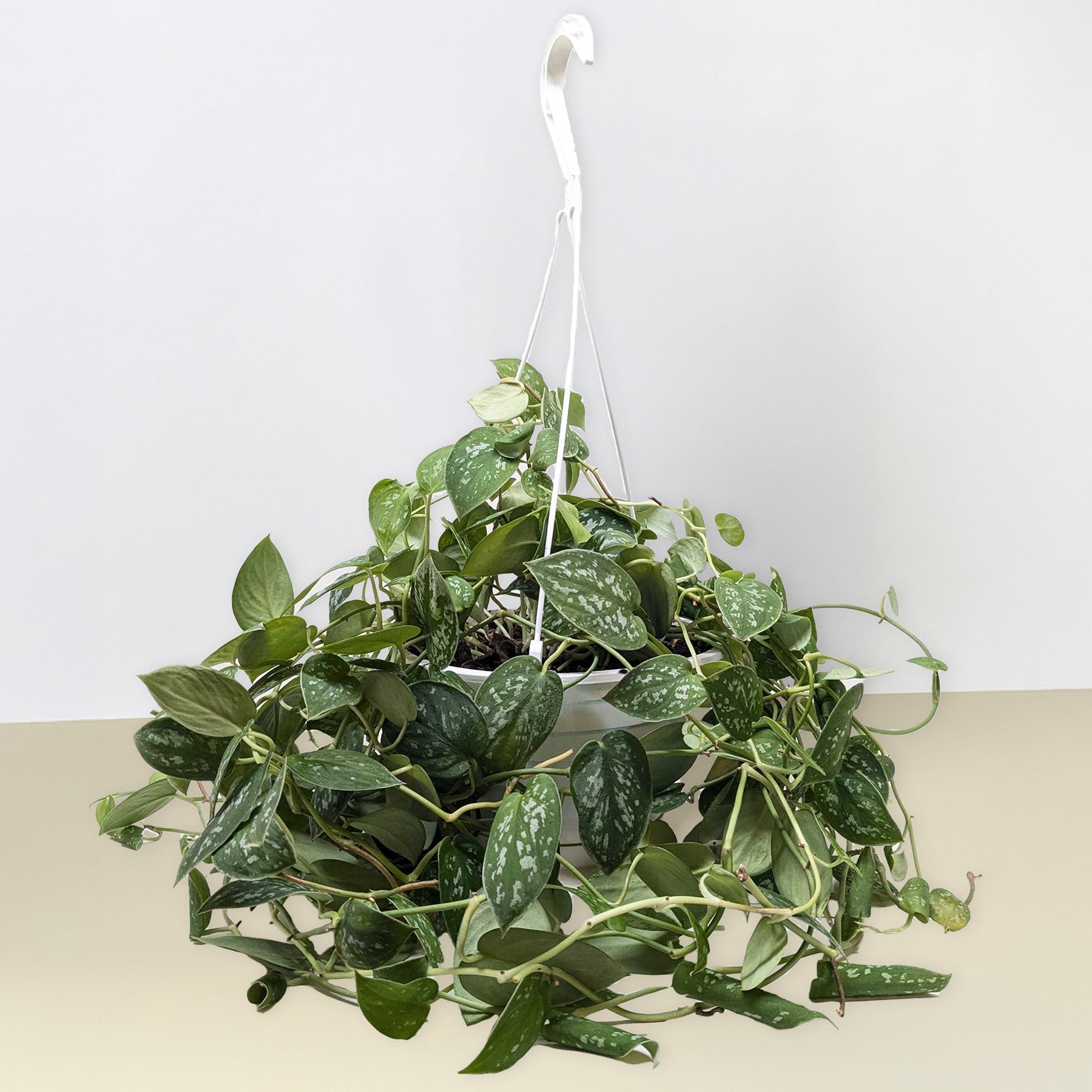 Pothos Satin plant in white hanging planter with speckled leaves Rooted Treasures Farms on Tampa Home & Garden Store