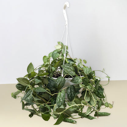 Pothos Satin plant in white hanging planter with speckled leaves Rooted Treasures Farms on Tampa Home & Garden Store
