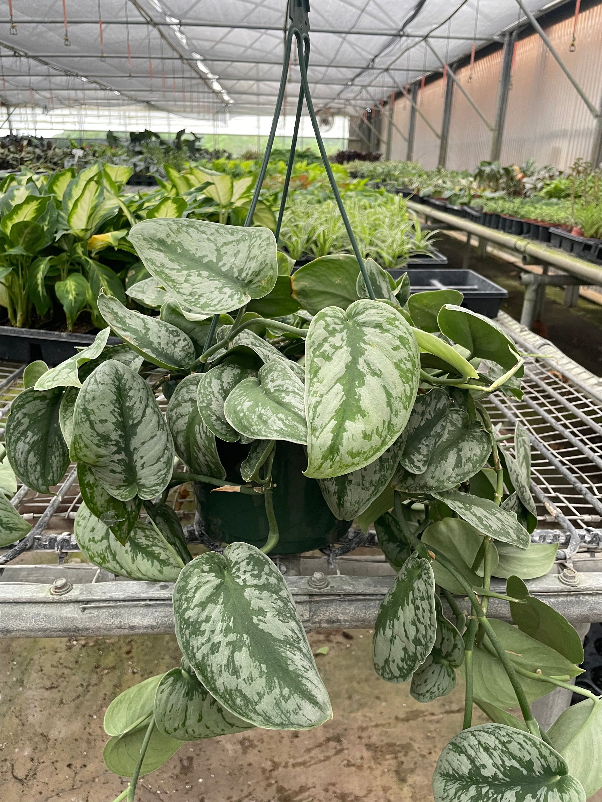 Pothos Silver Splash indoor plant variegated leaves with trailing vines Rooted Treasures on Tampa Home & Garden Store
