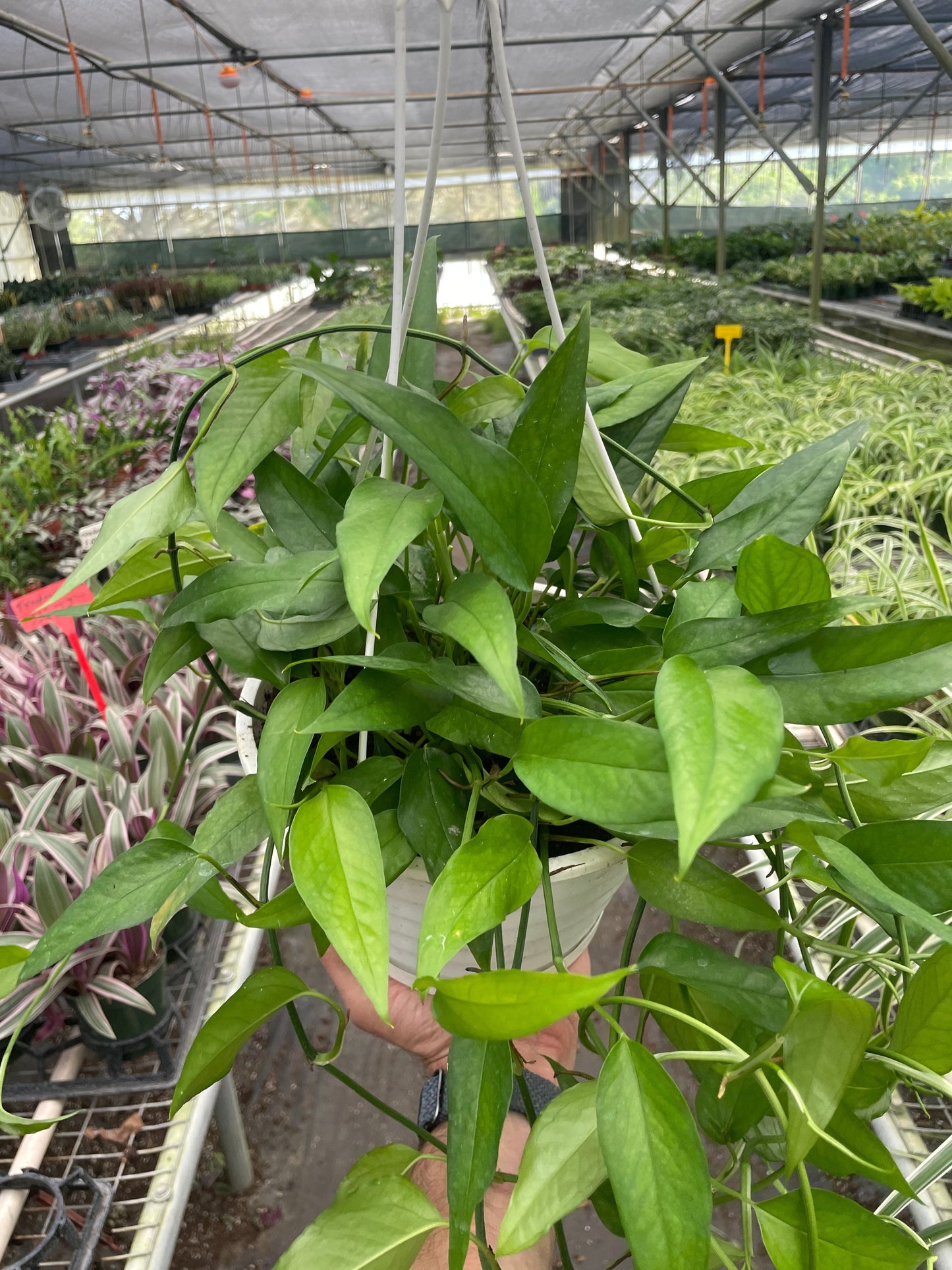 Pothos Skeleton Key plant with trailing glossy green leaves in a hanging pot on Tampa Home & Garden Store