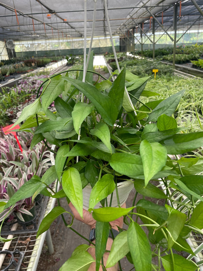 Pothos Skeleton Key plant with trailing glossy green leaves in a hanging pot on Tampa Home & Garden Store