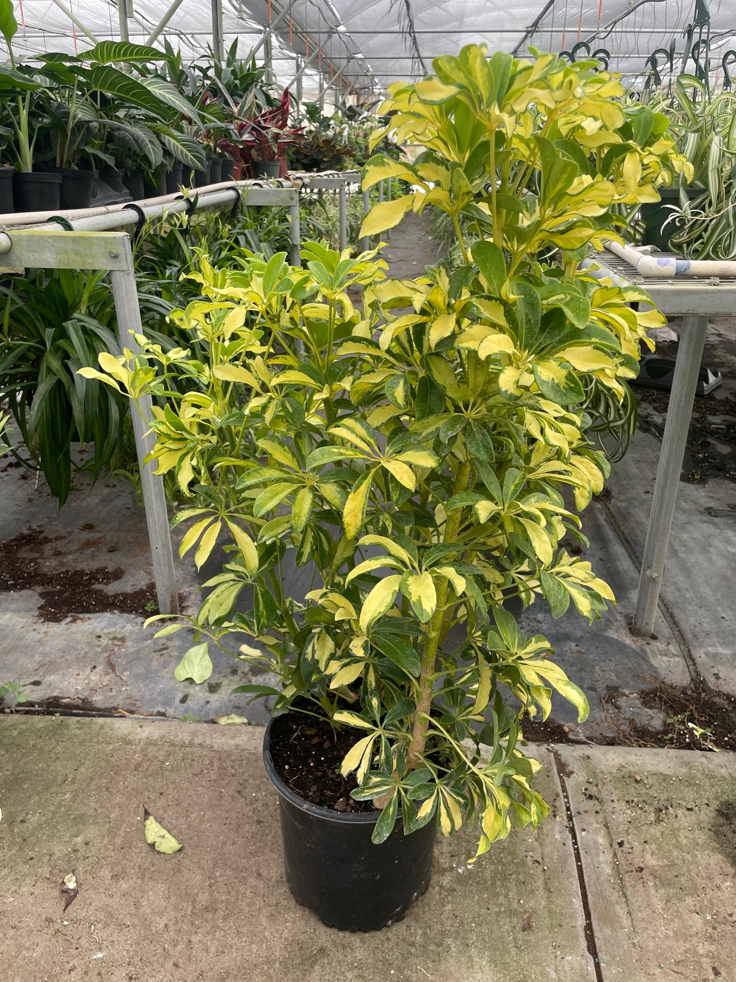 Schefflera Variegated indoor plant in a black pot with yellow-green leaves in a greenhouse on Tampa Home & Garden Store