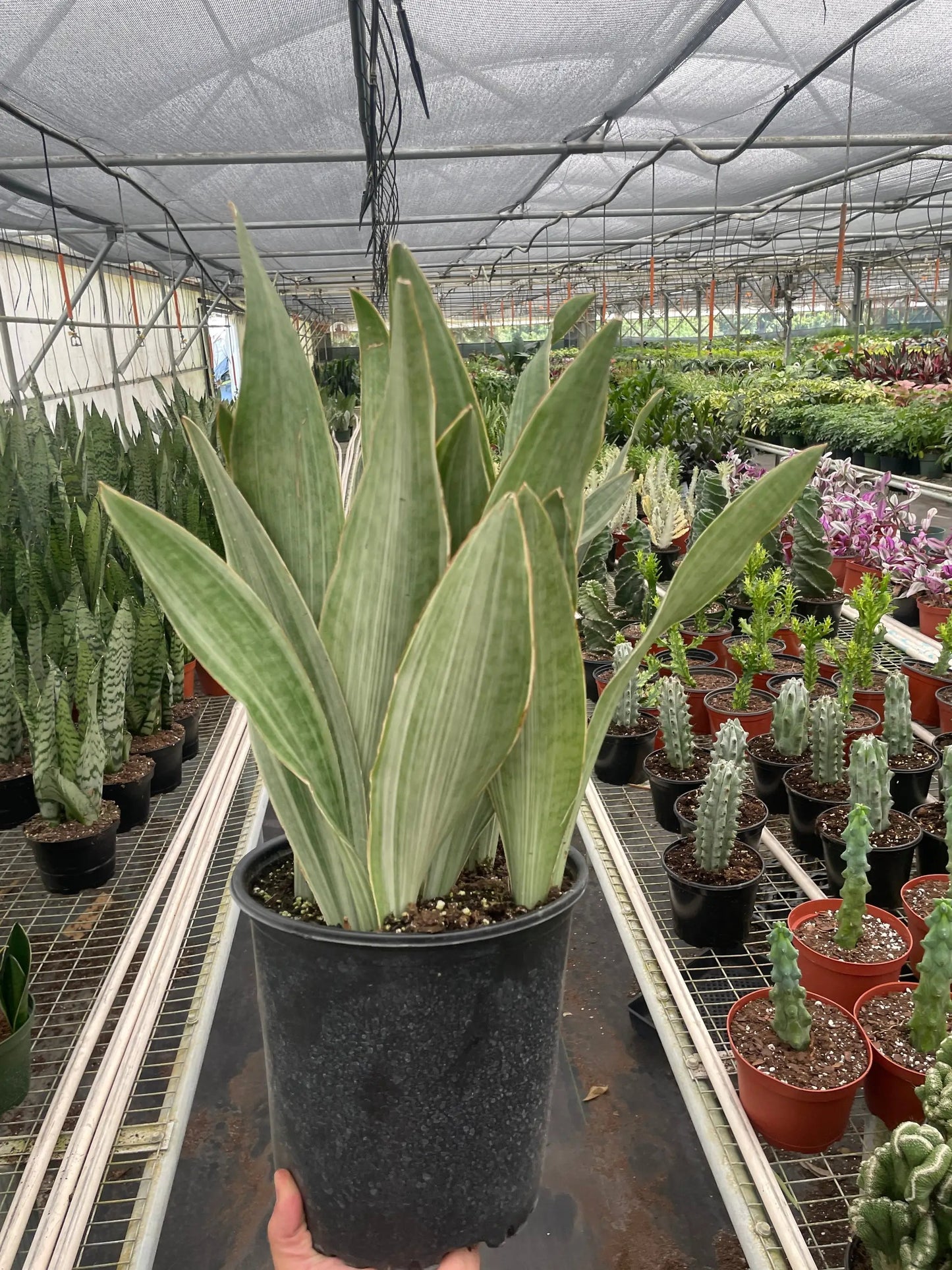 Snake Plant Sayuri Variegated Indoor Plant