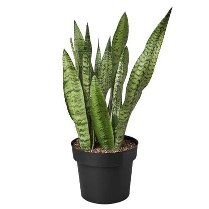 Snake Plant Zeylanica indoor plant with green variegated sword leaves in a black nursery pot on Tampa Home & Garden Store