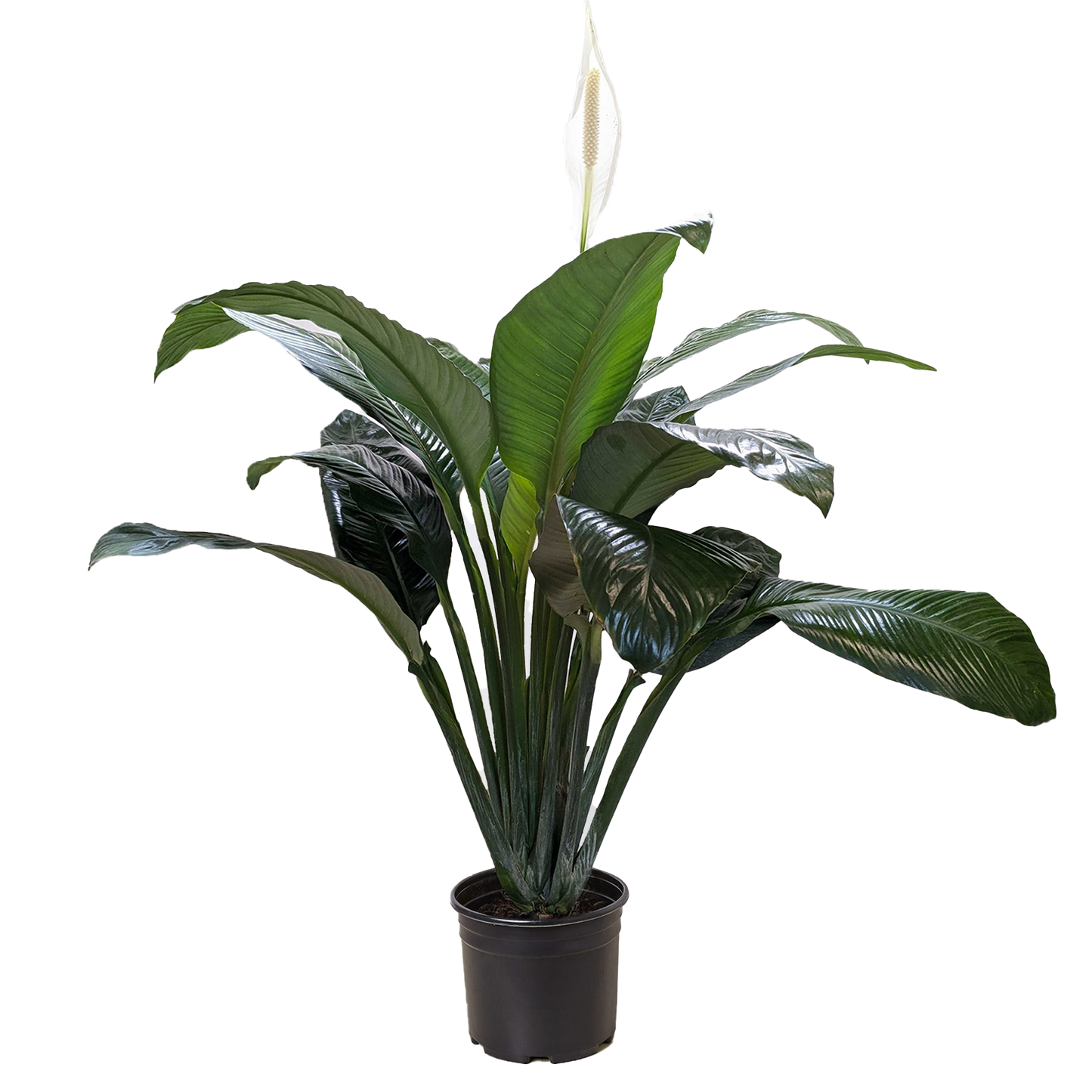 Rooted Treasures Farms Peace Lily in a dark pot with green leaves and white spathe bloom on Tampa Home & Garden Store