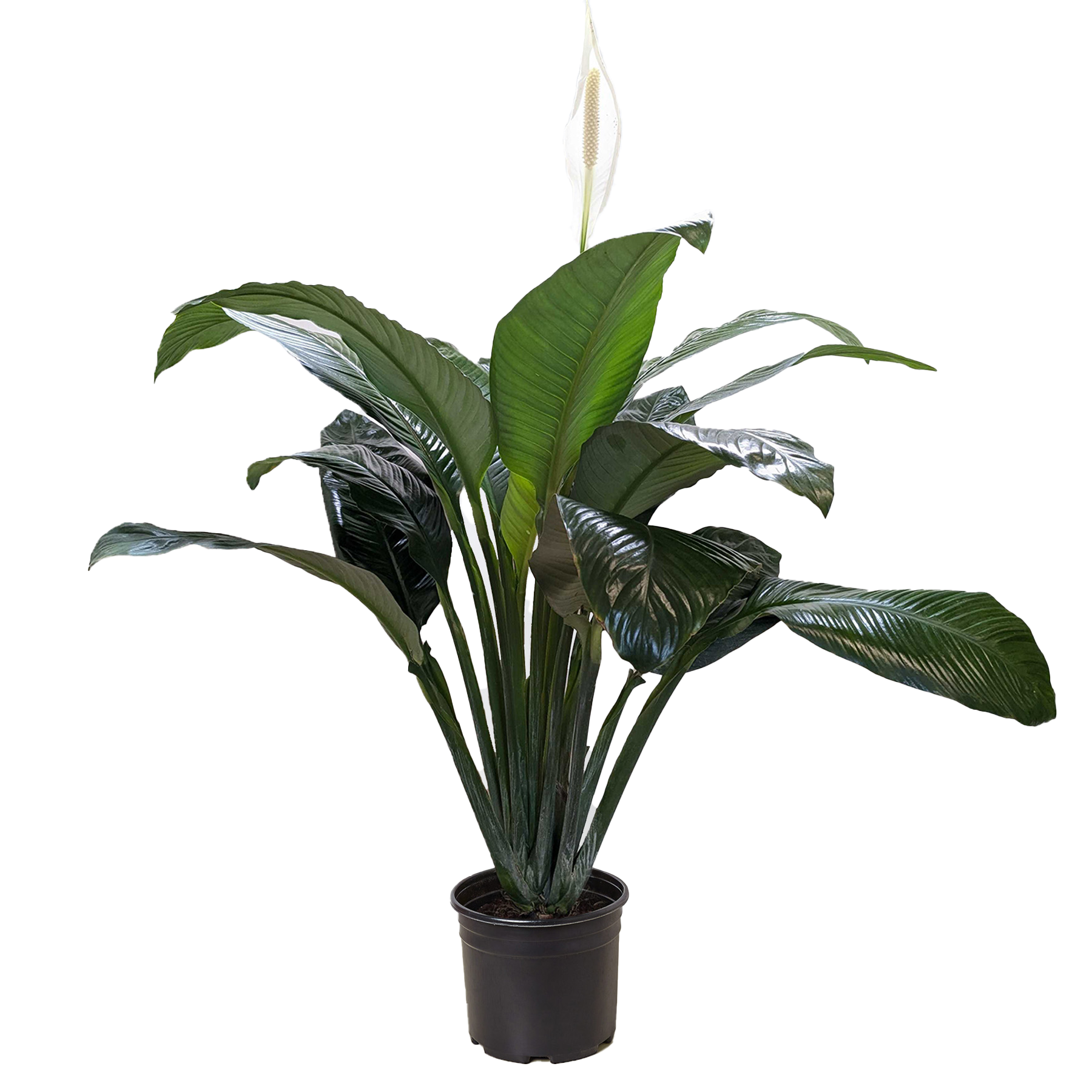 Rooted Treasures Farms Peace Lily in a dark pot with green leaves and white spathe bloom on Tampa Home & Garden Store