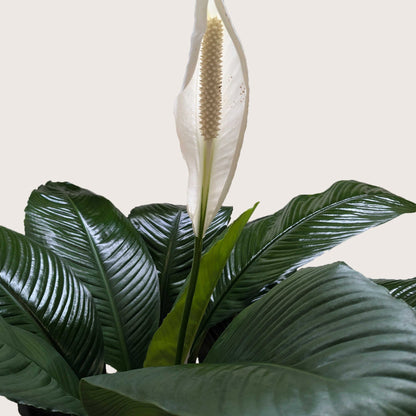 Peace Lily Spathiphyllum with glossy leaves and white spathe bloom Rooted Treasures Farms on Tampa Home & Garden Store