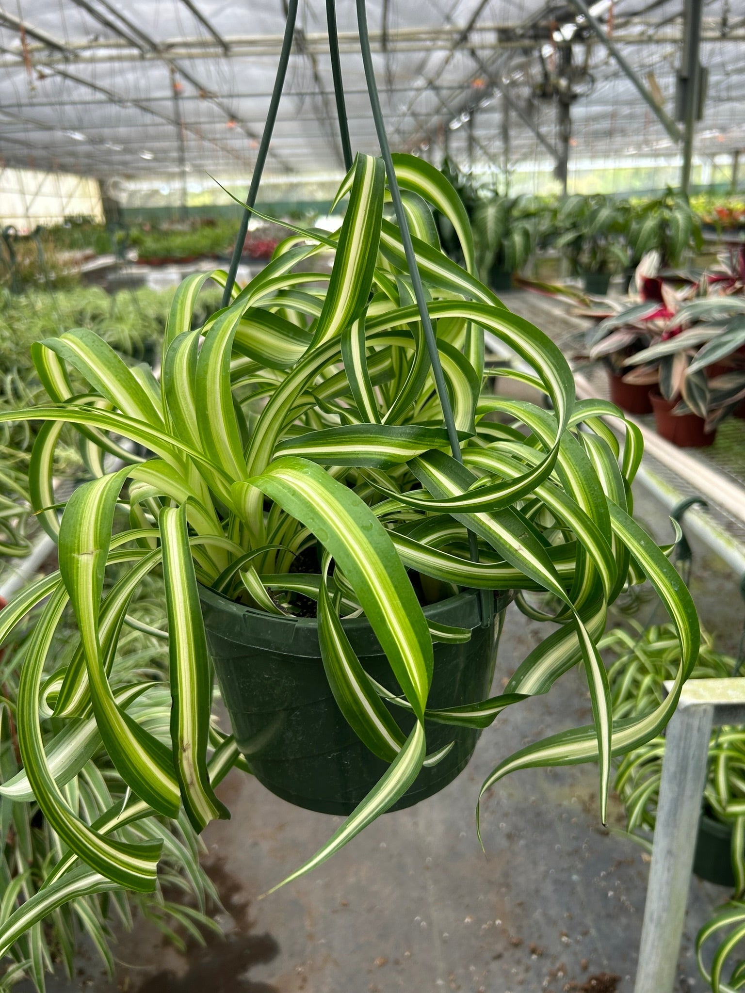 Spider Plant Bonnie variegated green cream striped leaves in hanging pot Rooted Treasures Farms on Tampa Home & Garden Store