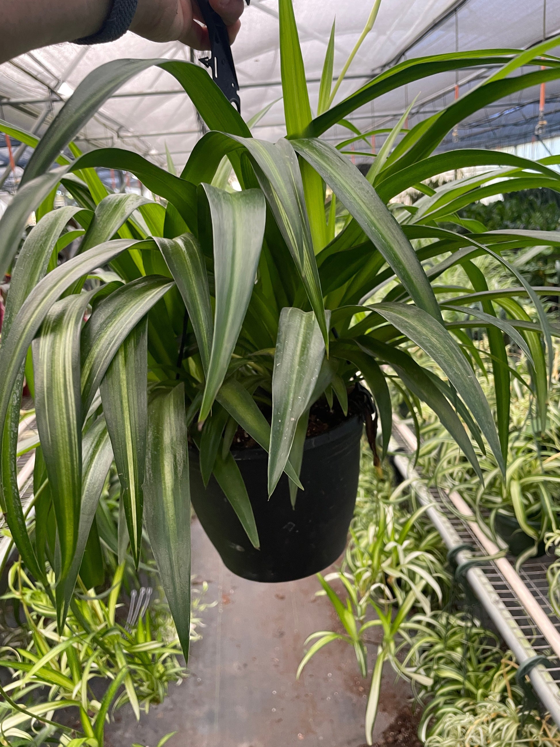 Spider Plant Hawaiian 4in pot with variegated green leaves Rooted Treasures Farms on Tampa Home & Garden Store