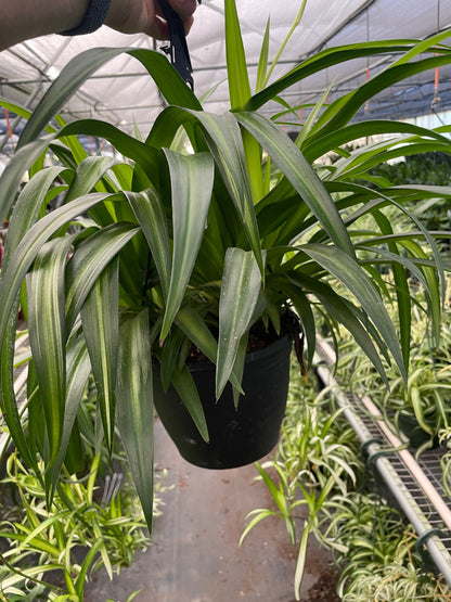 Spider Plant Hawaiian 4in pot with variegated green leaves Rooted Treasures Farms on Tampa Home & Garden Store