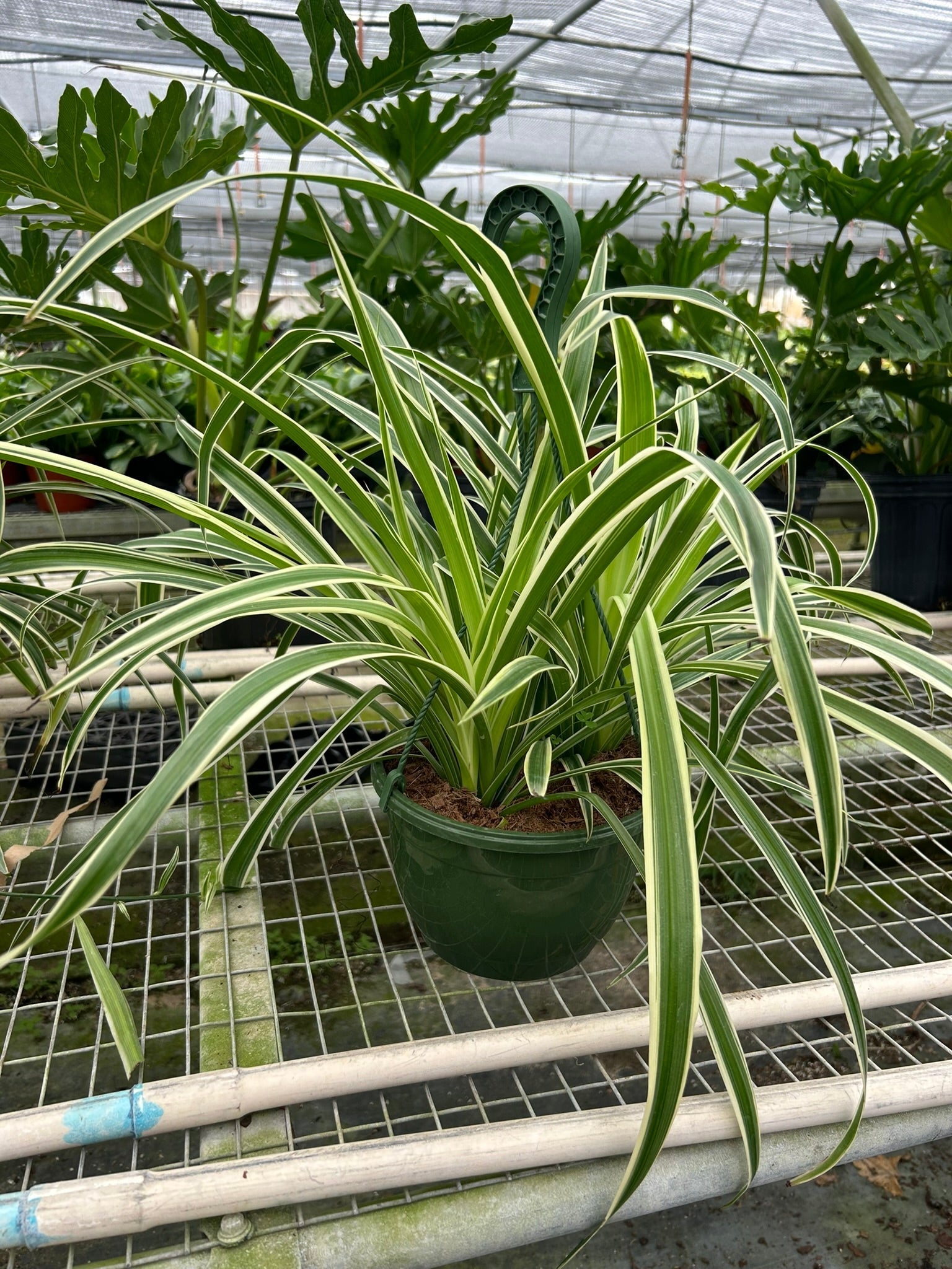 Reverse Spider Plant in green pot with green-cream leaves Rooted Treasures Farms on Tampa Home & Garden Store