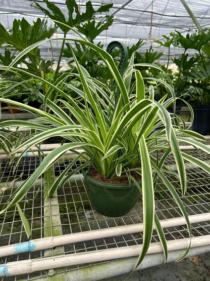 Reverse Spider Plant in green pot with green-cream leaves Rooted Treasures Farms on Tampa Home & Garden Store