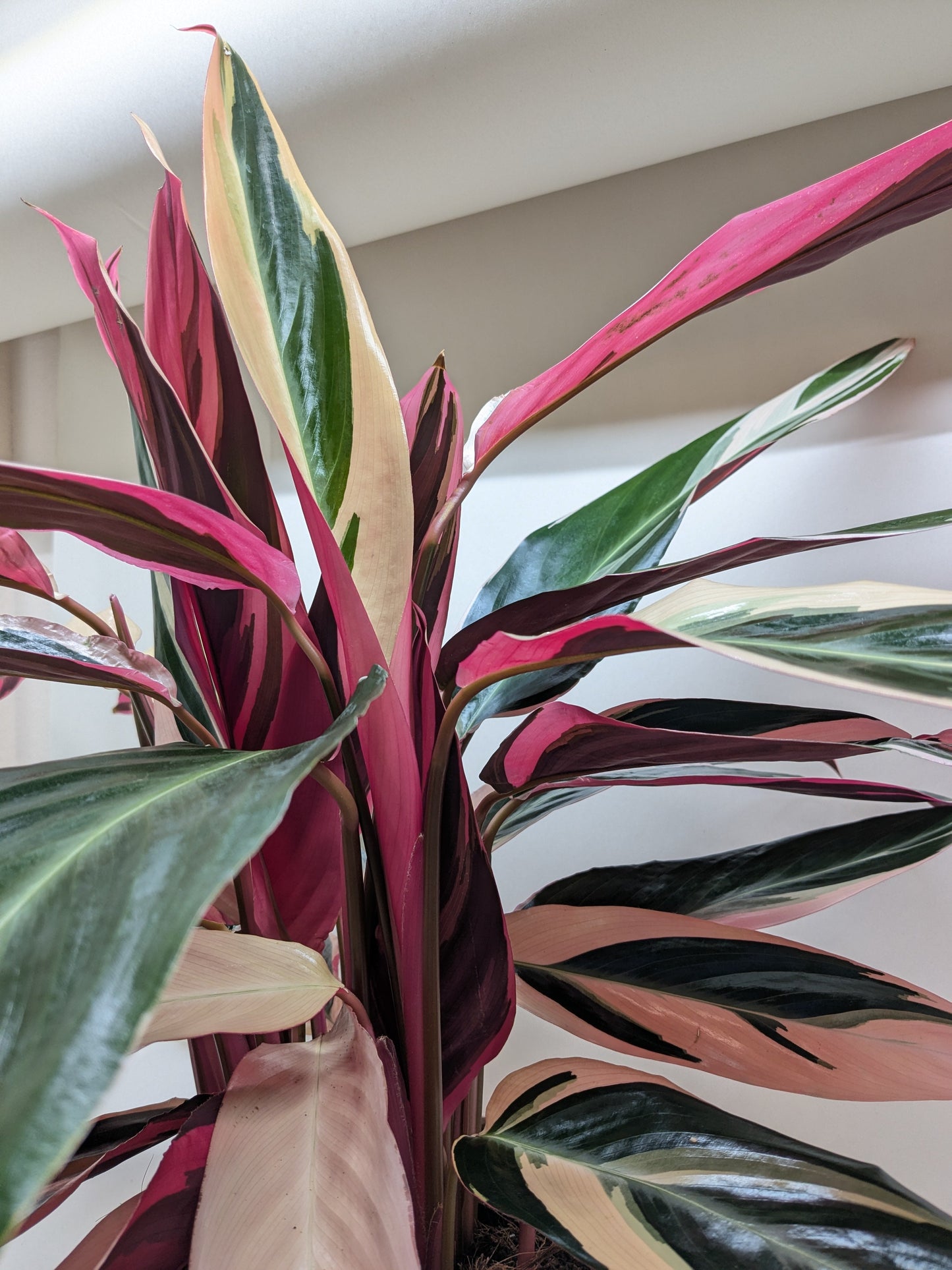 Stromanthe Triostar plant with pink, cream, green leaves in a 4-inch nursery pot on Tampa Home & Garden Store