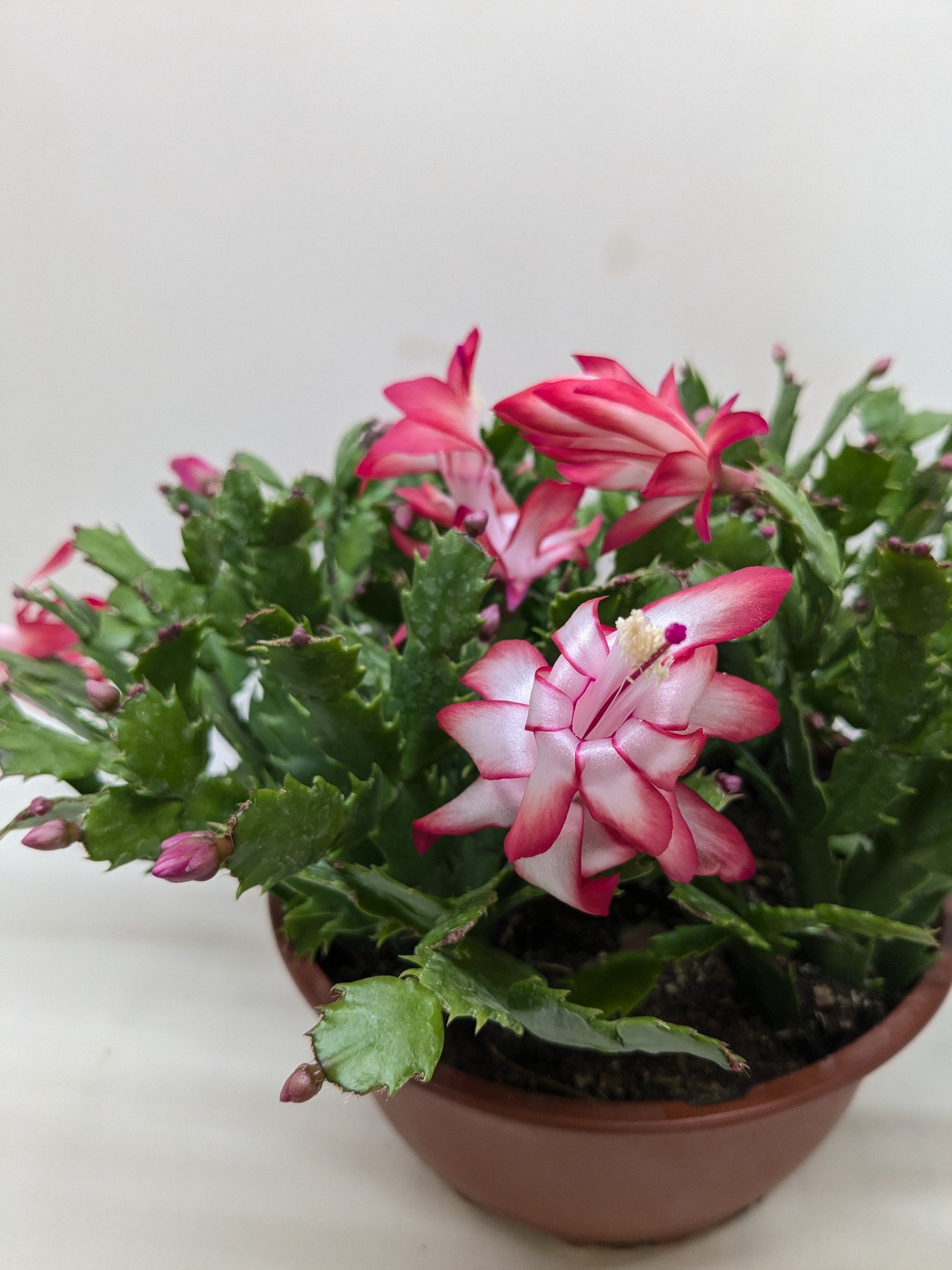 Zygocactus Christmas Cactus by Rooted Treasures Farms with pink striped blooms in a brown pot on Tampa Home & Garden Store