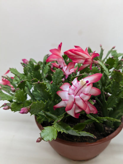Zygocactus Christmas Cactus by Rooted Treasures Farms with pink striped blooms in a brown pot on Tampa Home & Garden Store