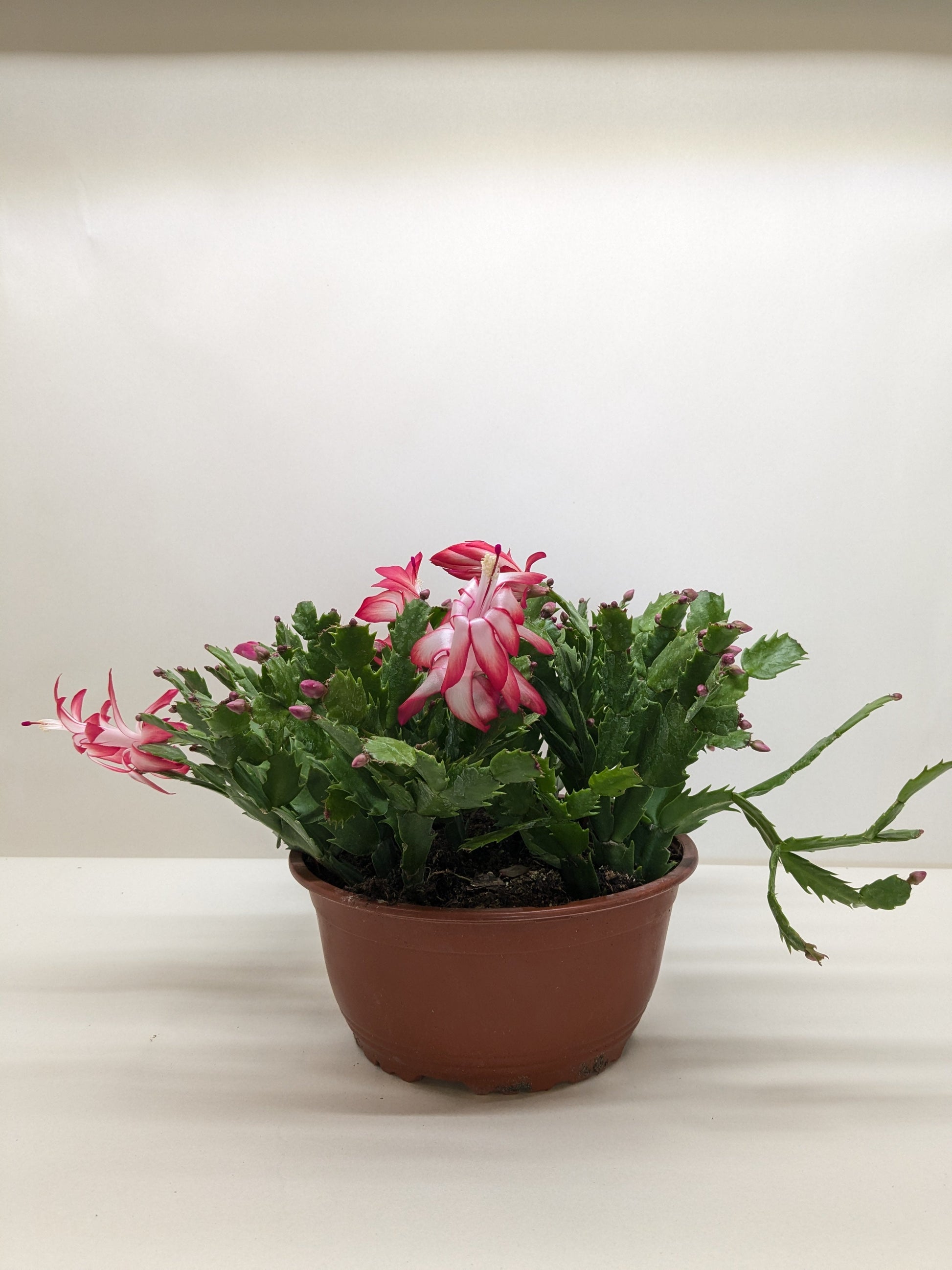 Zygocactus Christmas Cactus Rooted Treasures Farms pink blooms segmented stems in pot on Tampa Home & Garden Store