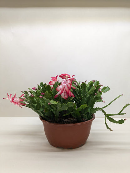 Zygocactus Christmas Cactus Rooted Treasures Farms pink blooms segmented stems in pot on Tampa Home & Garden Store