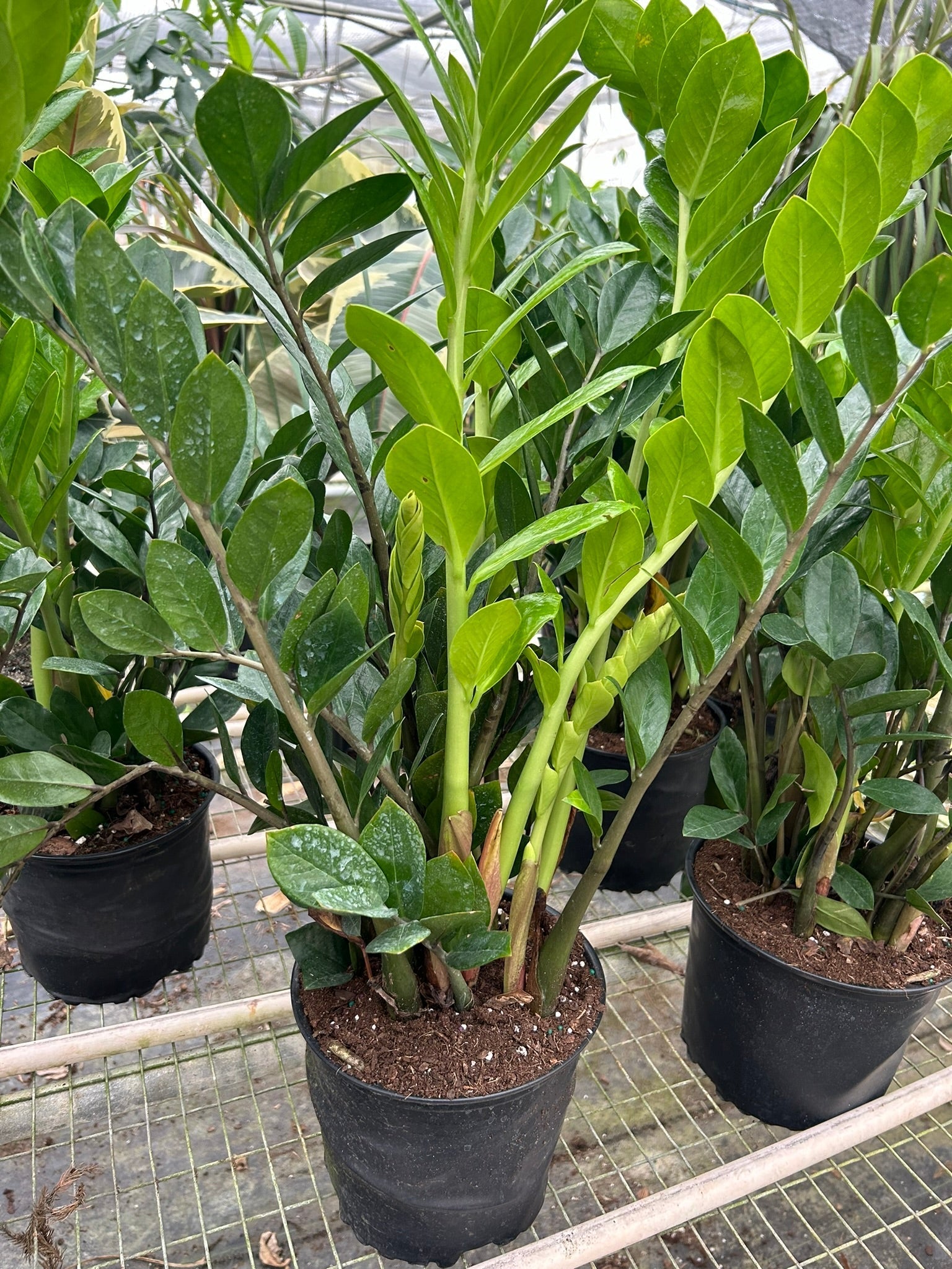 Zamioculcas Zamiifolia ZZ plants by Rooted Treasures Farms in black nursery pots on Tampa Home & Garden Store