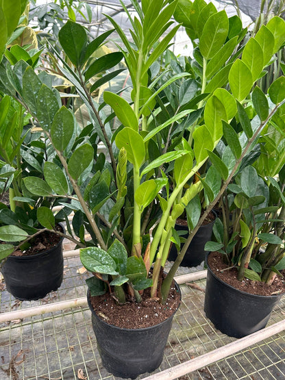 Zamioculcas Zamiifolia ZZ plants by Rooted Treasures Farms in black nursery pots on Tampa Home & Garden Store