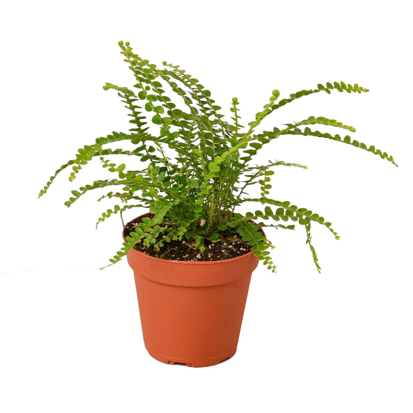 Fern Lemon Button indoor fern in 4-inch nursery pot with arching fronds on Tampa Home & Garden Store
