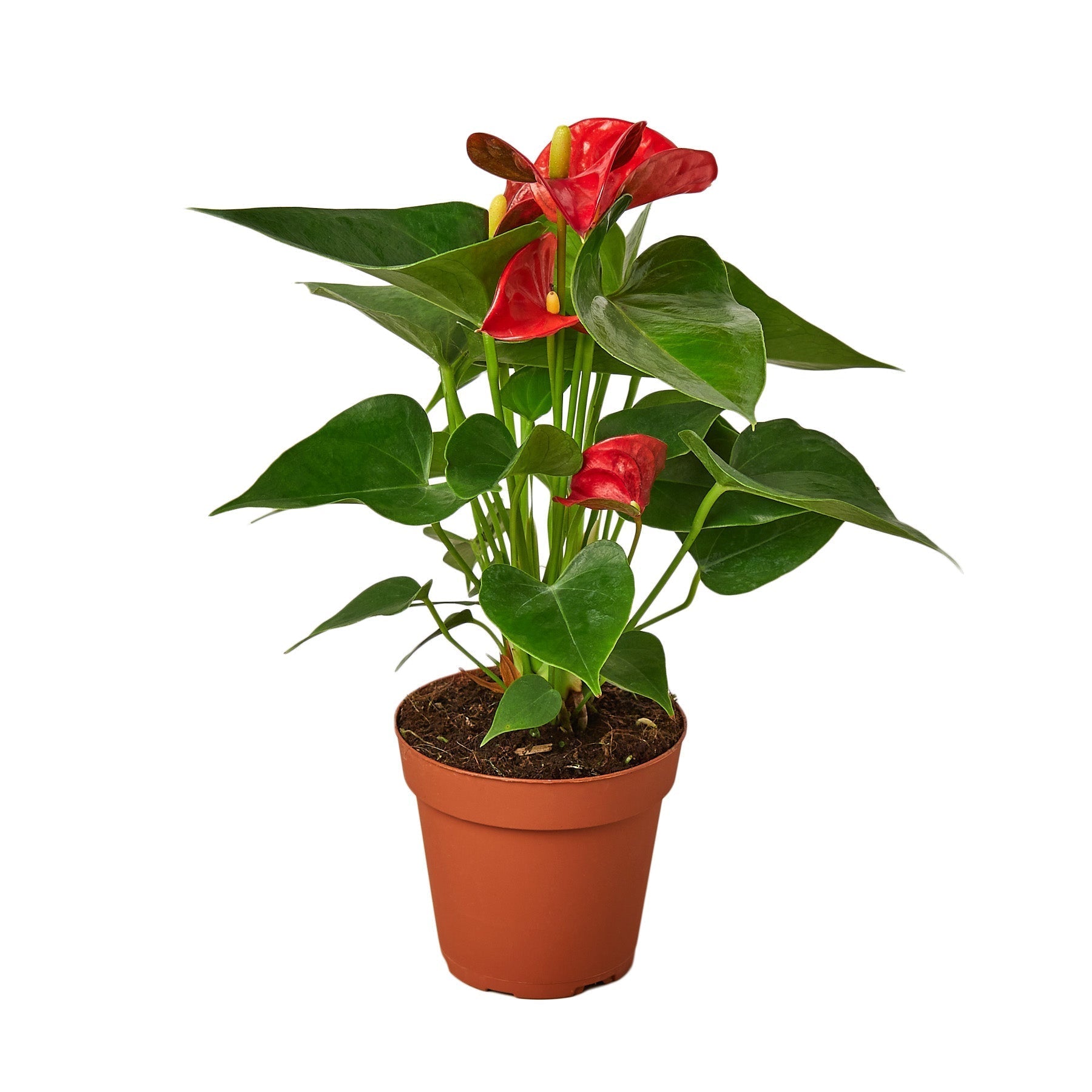 Anthurium Red indoor plant in a 4-inch nursery pot with glossy green leaves and red spathes on Tampa Home & Garden Store