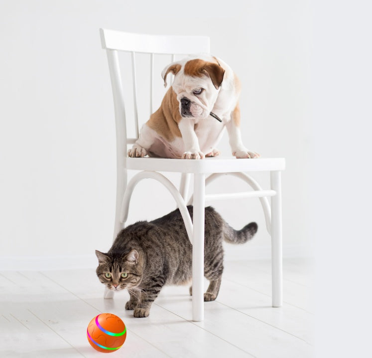 Pet Wicked Ball Toy self-rotating USB ball; orange with green stripe, 2 pets nearby on Tampa Home & Garden Store