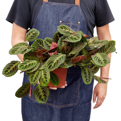 Maranta Red Prayer plant with variegated green leaves and pink veins in a terracotta pot on Tampa Home & Garden Store