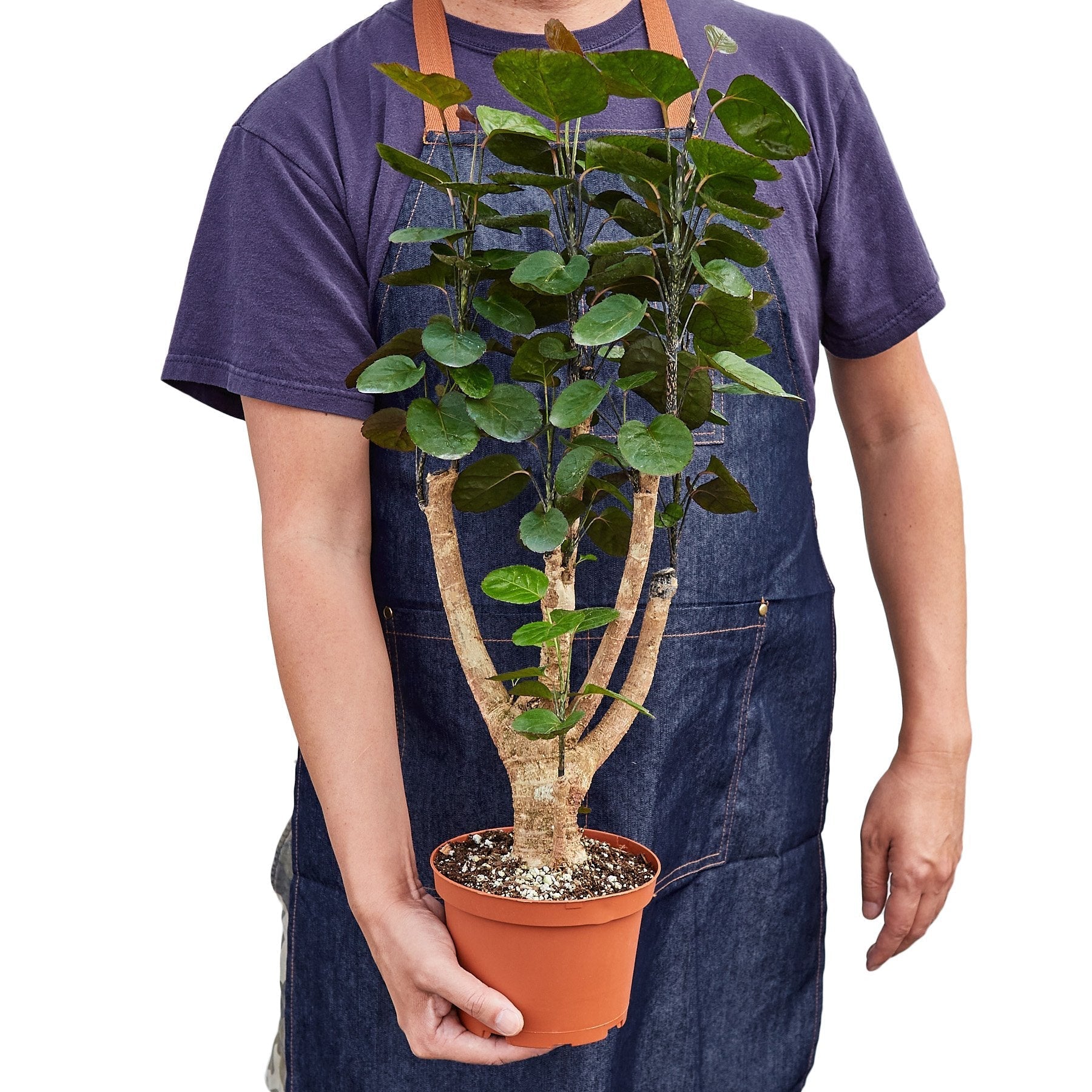 Aralia Fabian Stump Polyscias plant by Rooted Treasures Farms; green leaves on trunks in pot on Tampa Home & Garden Store