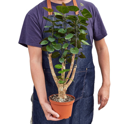 Aralia Fabian Stump Polyscias plant by Rooted Treasures Farms; green leaves on trunks in pot on Tampa Home & Garden Store