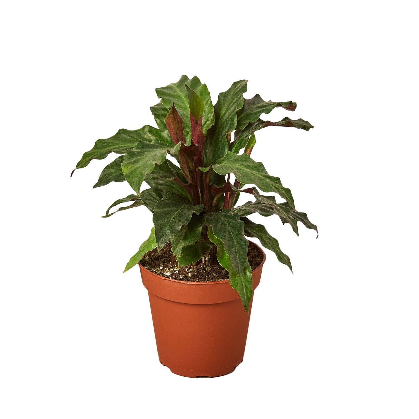 Calathea Rufibarba Furry Feather indoor plant with green, wavy leaves and red stems in pot on Tampa Home & Garden Store
