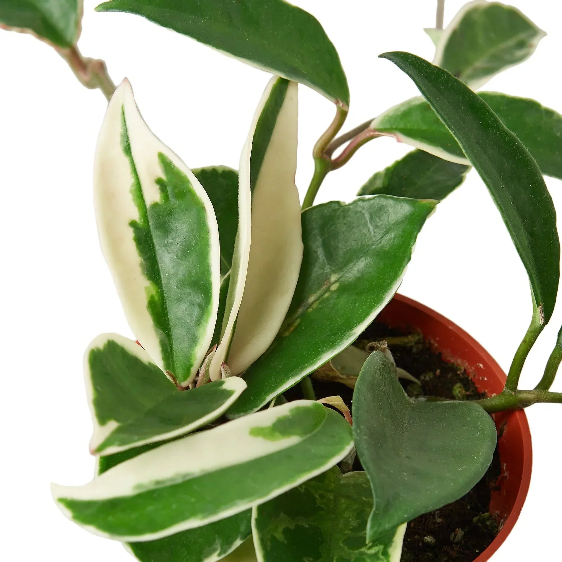 Hoya Carnosa Tricolor variegated indoor plant from Rooted Treasures Farms in a red pot on Tampa Home & Garden Store