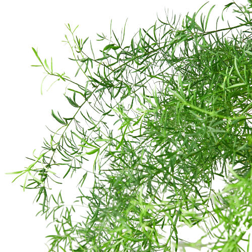 Fern Sprengeri 6-inch plant with green feathery fronds Rooted Treasures Farms on Tampa Home & Garden Store