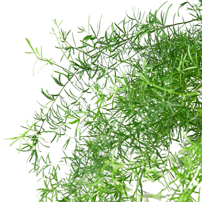 Fern Sprengeri 6-inch plant with green feathery fronds Rooted Treasures Farms on Tampa Home & Garden Store