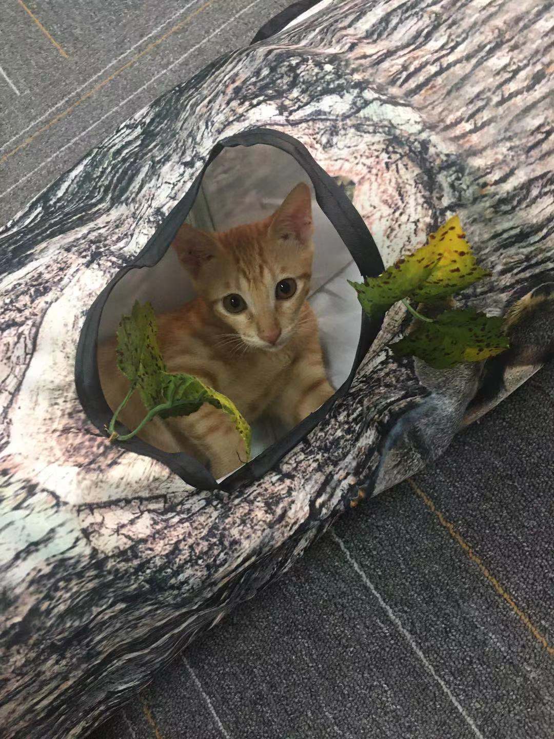 Tree-pattern tunnel cat toy with orange kitten inside by Sell My Stuff pet tunnel on Tampa Home & Garden Store