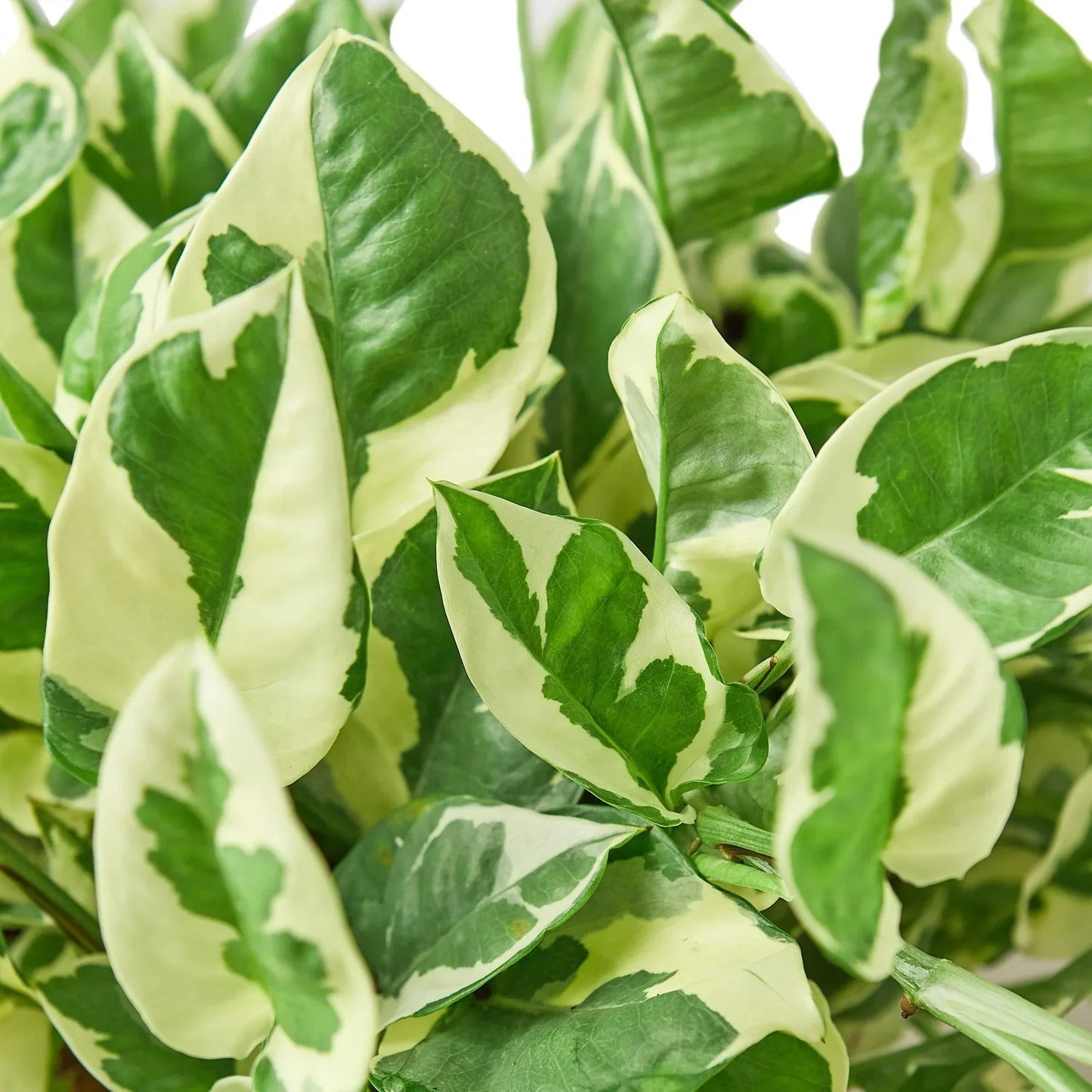 Pothos N'joy indoor plant with green centers and cream margins by Rooted Treasures Farms on Tampa Home & Garden Store