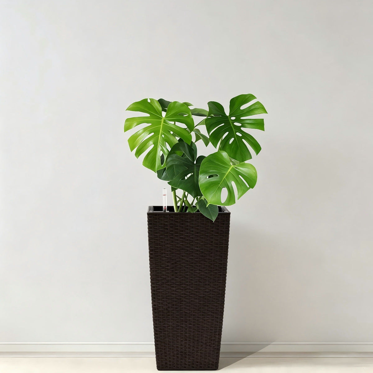 Planter with automatic watering system in dark brown wicker with Monstera HouseOfZazla on Tampa Home & Garden Store