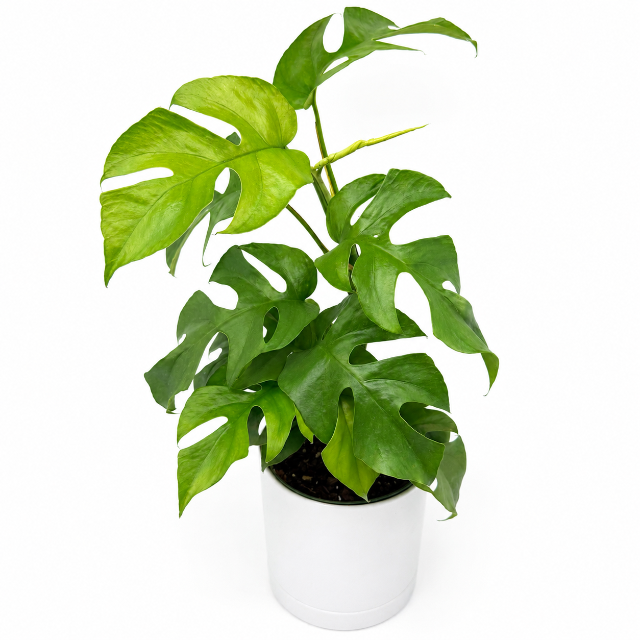 Rhaphidophora Tetrasperma Plant Mini Monstera