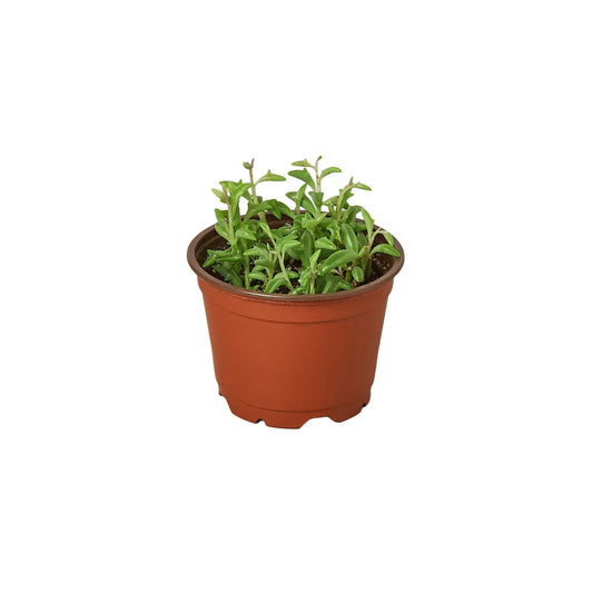 Succulent String of Dolphins in a terracotta pot with green leaves, House Plant Shop on Tampa Home & Garden Store