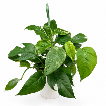 Epipremnum Pinnatum Albo Flame Climber