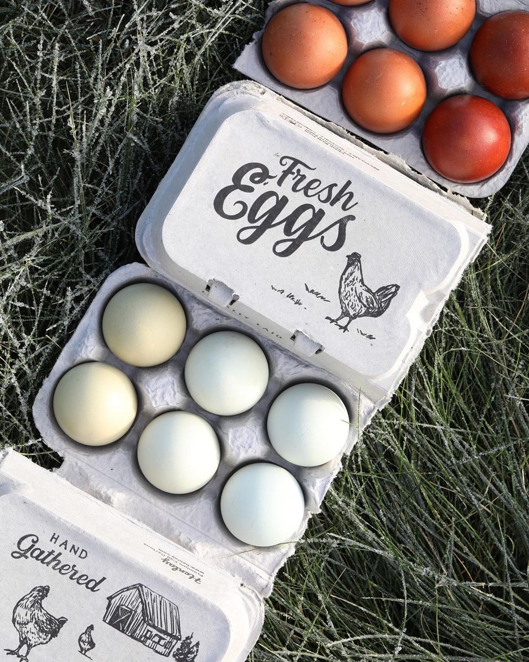 Split-Apart Egg Cartons for 6/12 extra large eggs, two open cartons on grass on Tampa Home & Garden Store