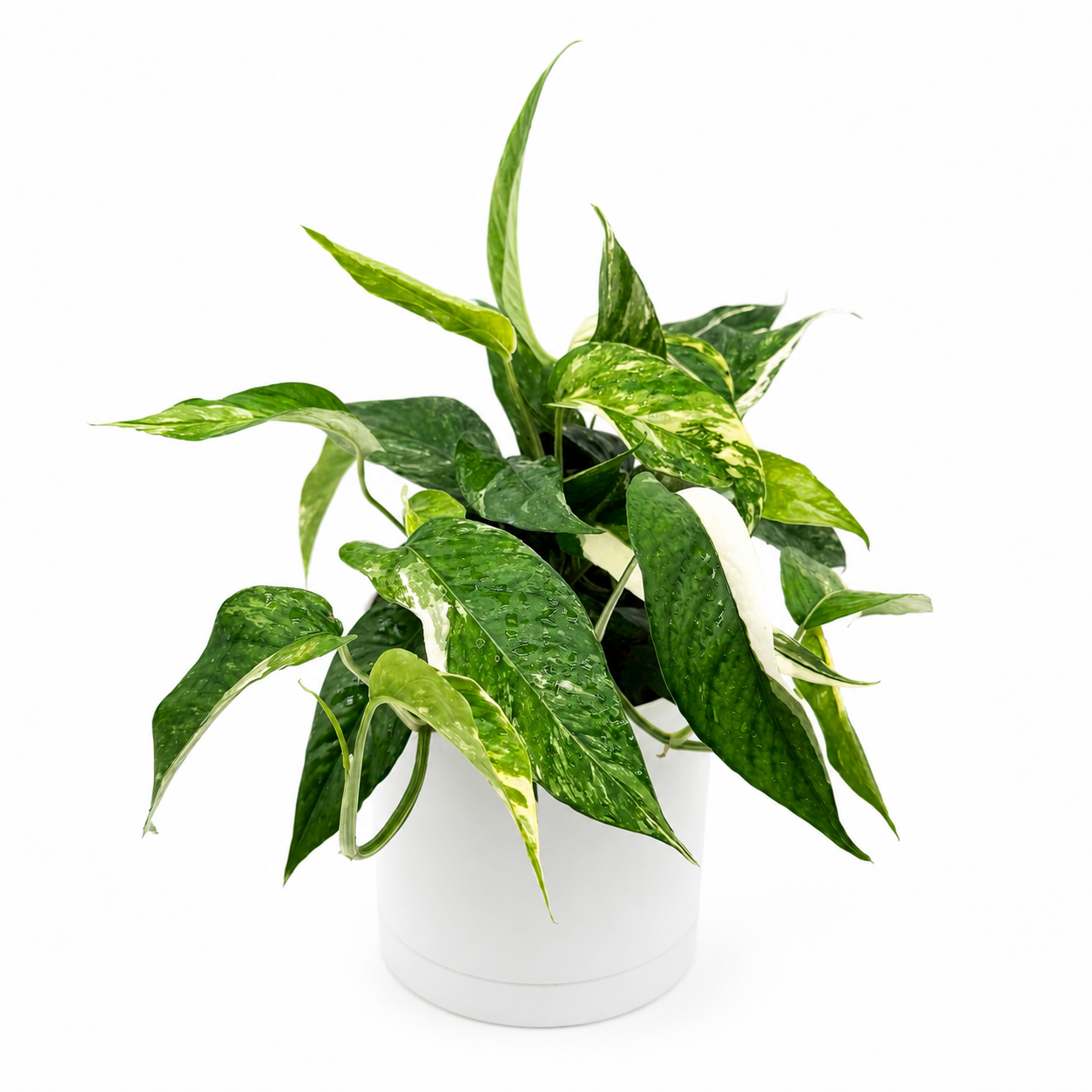 Epipremnum Pinnatum Albo Flame Climber