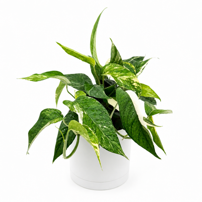 Epipremnum Pinnatum Albo Flame Climber