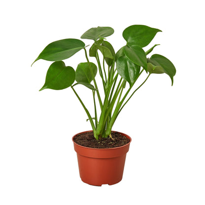 Philodendron Monstera Split-Leaf 4-inch plant in pot with green leaves Rooted Treasures Farms on Tampa Home & Garden Store