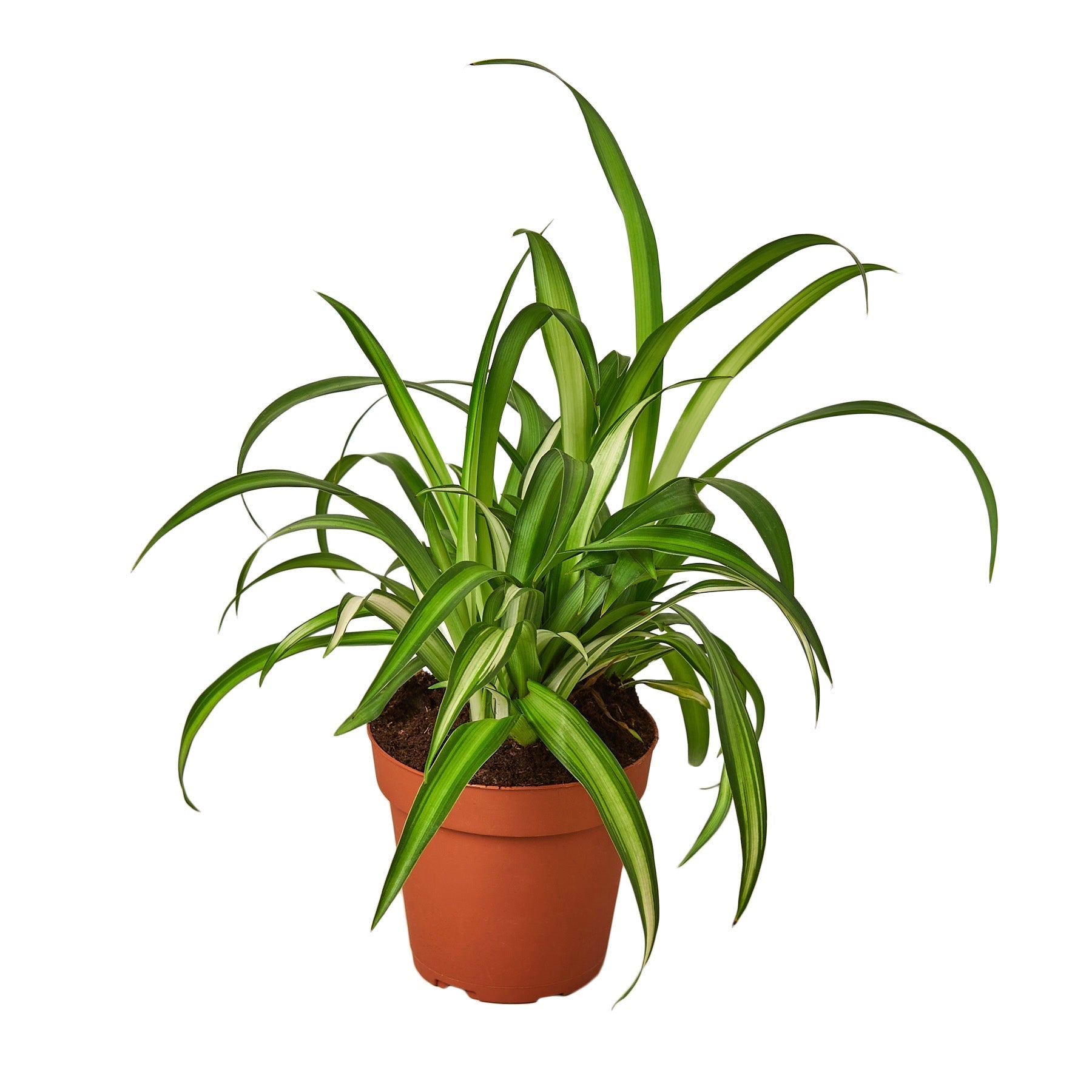 Spider Plant Hawaiian 4 in pot with green cream variegated leaves Rooted Treasures Farms on Tampa Home & Garden Store