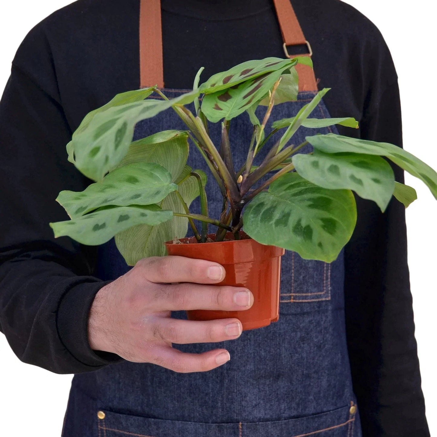 Maranta 'Leuconeura' 4in plant with leaves in terracotta pot Rooted Treasures Farms on Tampa Home & Garden Store