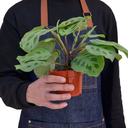 Maranta 'Leuconeura' 4in plant with leaves in terracotta pot Rooted Treasures Farms on Tampa Home & Garden Store