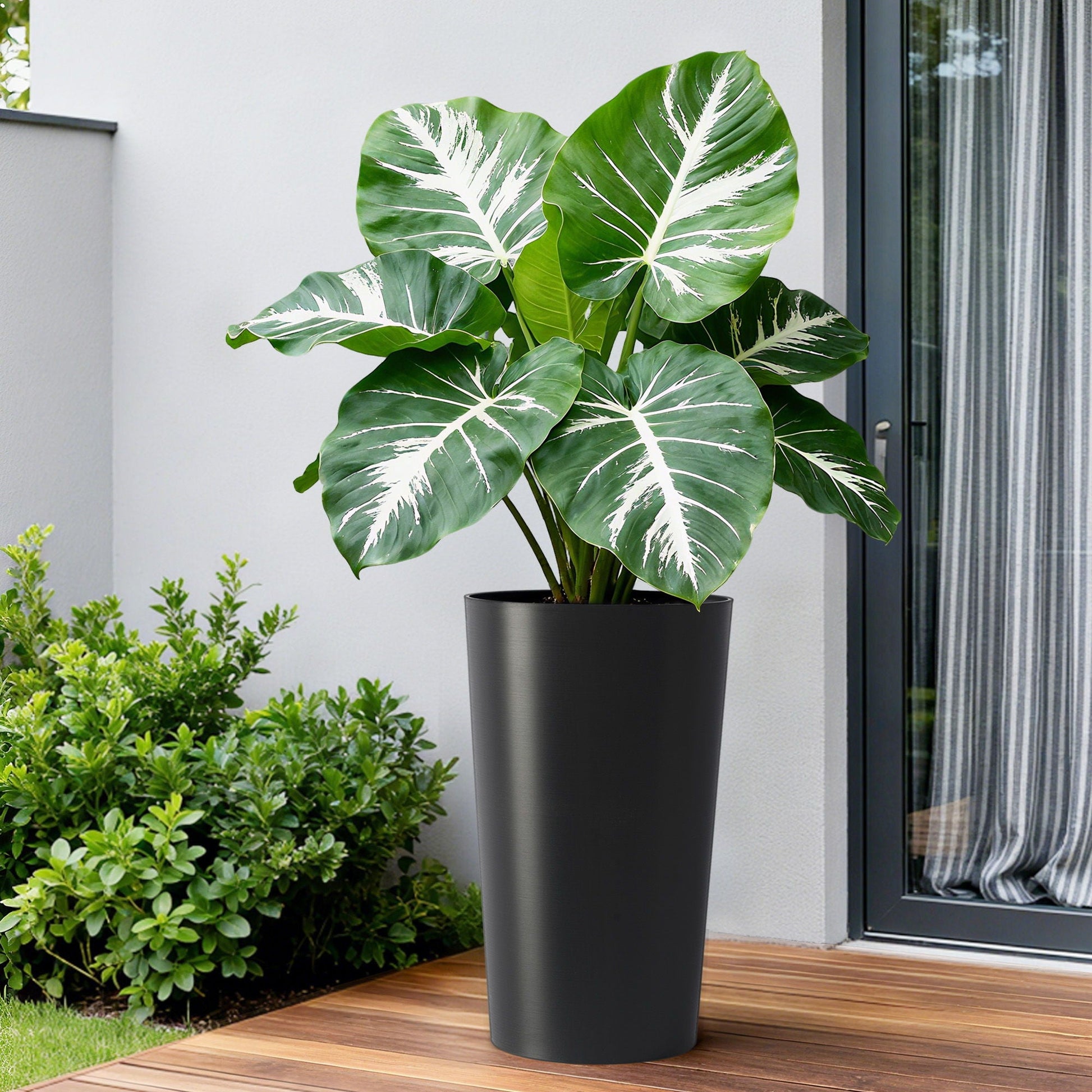 Planter For Outdoor matte black planter with green and white variegated leaves HouseOfZazla on Tampa Home & Garden Store