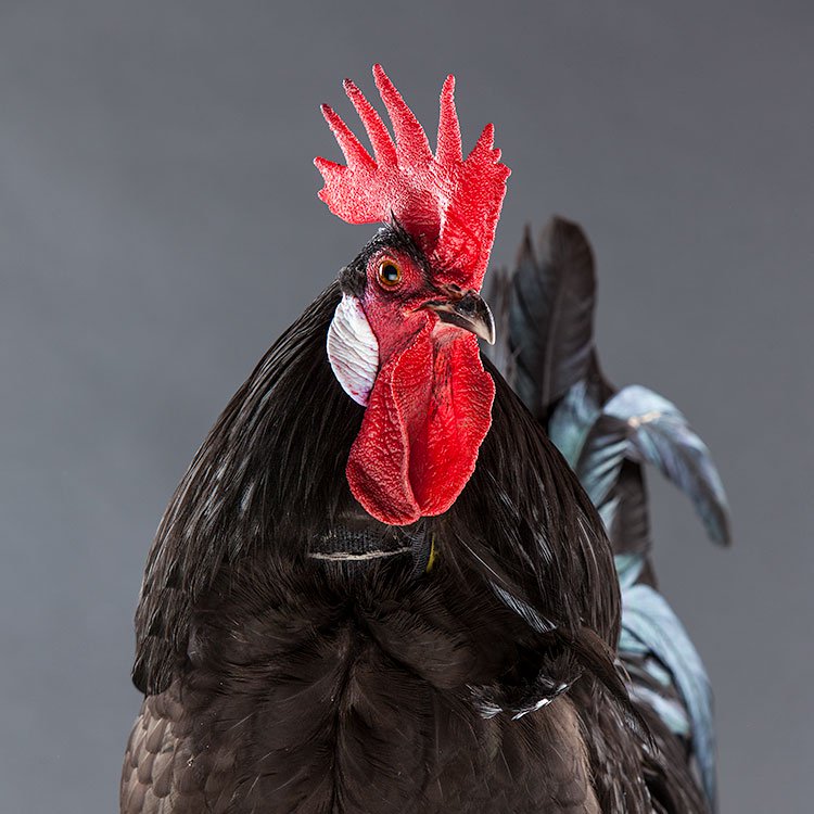 No-Crow Rooster Collar for chickens on a dark-feathered rooster with bright red comb on Tampa Home & Garden Store